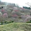 梅の里公園「梅まつり」