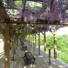 津山城（鶴山公園）の藤の花が満開です。