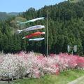 阿波の花ももが綺麗ですよ～。