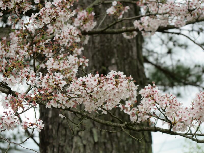 お釈迦様の生誕を祝う「花まつり」が衆楽園でありました お釈迦様の生誕を祝う「花まつり」が衆楽園でありました