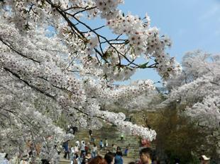 hanami13.jpg