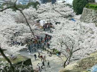 hanami20.jpg