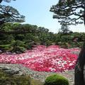 日本庭園「由志園」の3万輪の牡丹の花