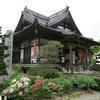 石山寺のぼたんの花