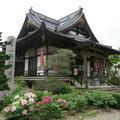 石山寺のぼたんの花