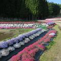 西粟倉村の芝桜公園に行って来ました。