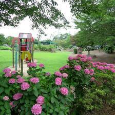 「美作の丘」で美しく咲くアジサイの花