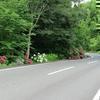 津山市神代のアジサイの花