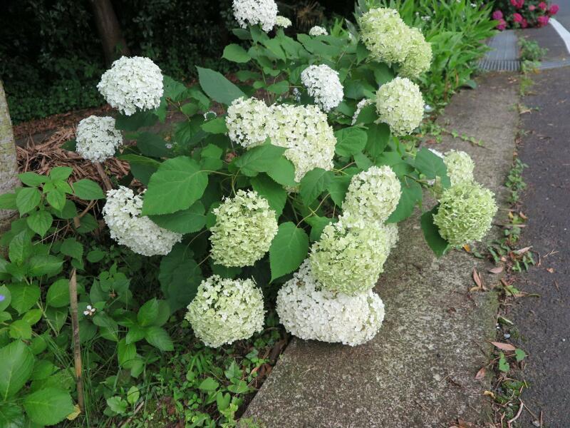 津山市神代のアジサイの花 津山瓦版