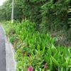 「羽賀塩手クラブ花壇」の花が綺麗です。