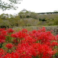 2018 津山城（鶴山公園）の彼岸花