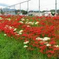 2018 川崎で咲く紅白の彼岸花