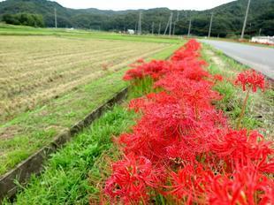 kokubunji-higan-12.jpg