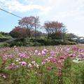 秋も深まった11月7日のコスモスの花