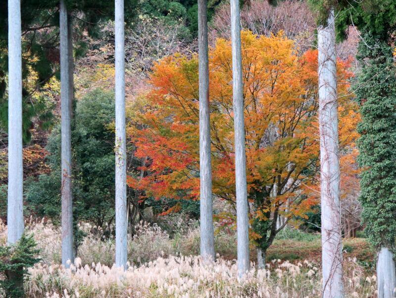 猿江恩賜公園の紅葉(東京都) コンコンブル 三猿 ポジティブ三猿
