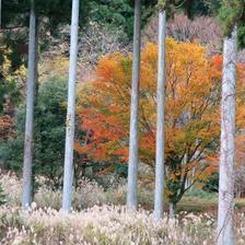 菩提寺のモミジと大イチョウの紅葉2018