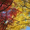 2018 津山城（鶴山公園）の紅葉