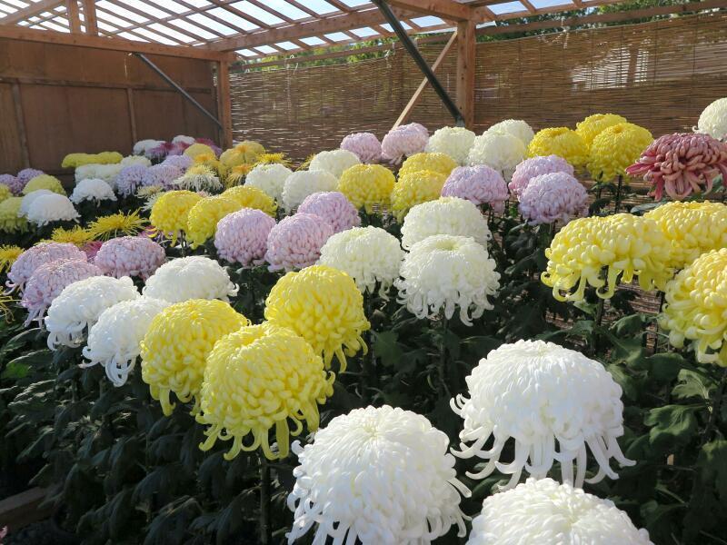 美咲町大菊花展」です。 - 津山瓦版