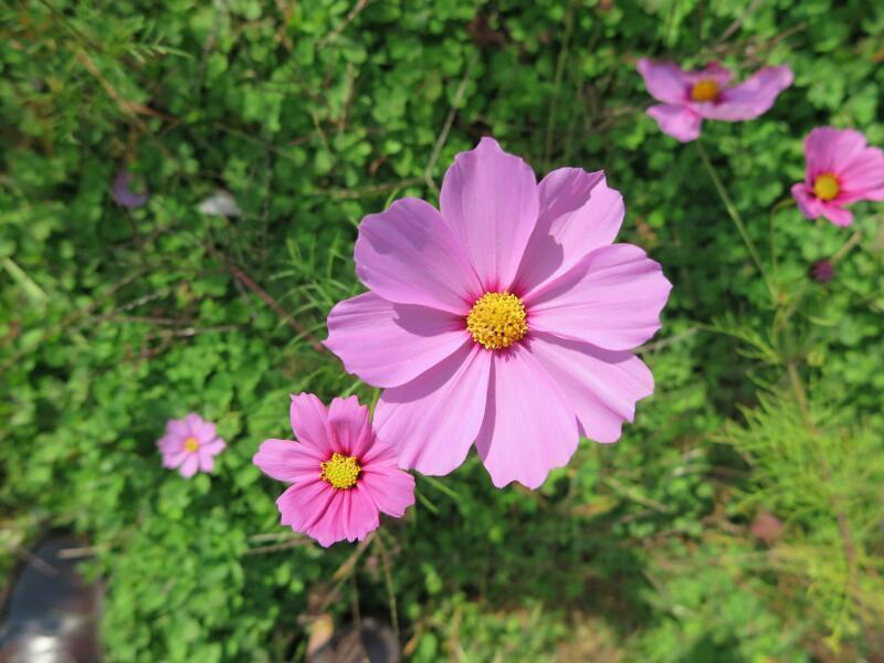 kosumosu7-3-thumb-800xauto-