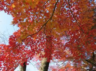 momiji24-55.jpg