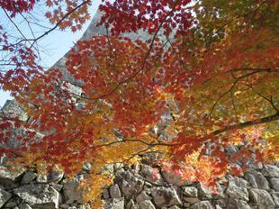 momiji24-60.jpg