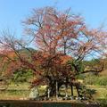 2018年  尾所の桜の紅葉