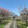 立石家の梅の花(二宮)