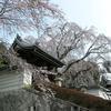 2019年 千光寺の枝垂桜です。