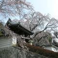 2019年 千光寺の枝垂桜です。