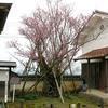 樹齢三百年の紅梅 美しさめでる参詣者