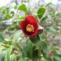 松本山 千光寺のツバキの花