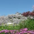 2019年4月8日・9日 津山城（鶴山公園）のさくら