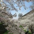 さくら満開4月5日の津山城（鶴山公園）