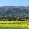 「那岐山麓菜の花まつり」です。