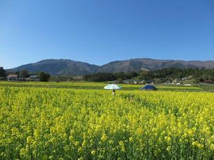 菜の花4-20-5.jpg