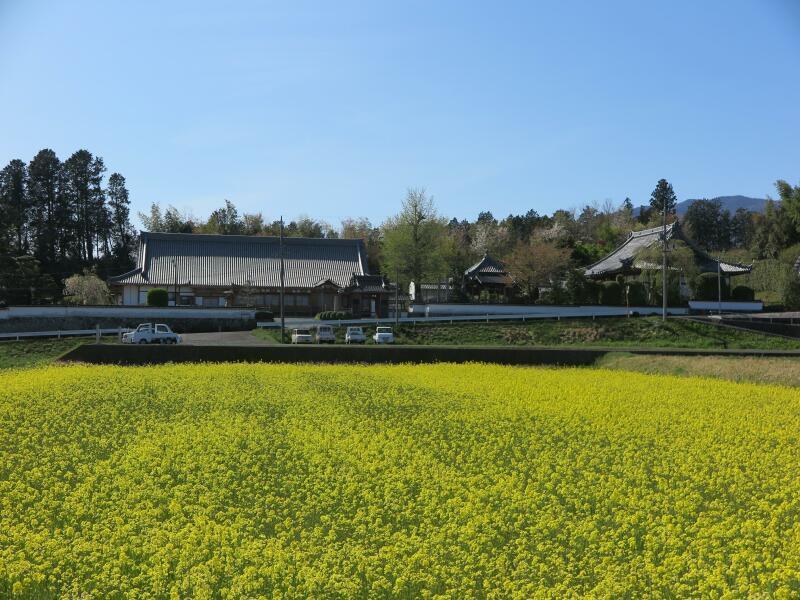 那岐山麓菜の花まつり です 津山瓦版