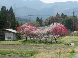 阿波の花桃1.jpg