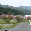 2019 阿波の花桃