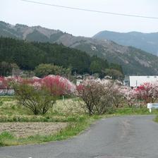 2019 阿波の花桃