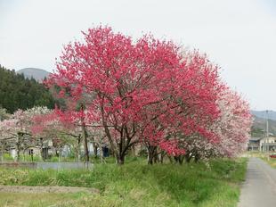 阿波の花桃2.jpg