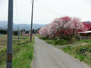 阿波の花桃5.jpg