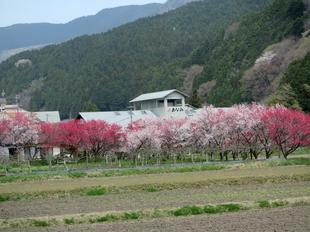 阿波の花桃9.jpg