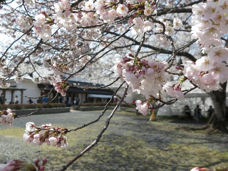 さくら満開4月5日の津山城（鶴山公園） - 津山瓦版