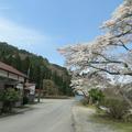 美作河井駅のさくらです。