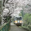 2019 さくら満開の三浦駅