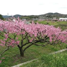 八出の桃畑が満開を迎えています。