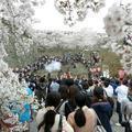 2019年4月7日 津山城（鶴山公園）のイベント