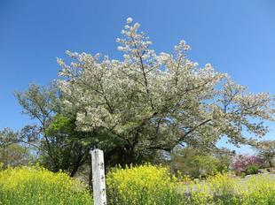 sakura4-20-15.jpg