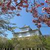 津山城(鶴山公園)の遅咲きのさくら