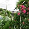橋本さん宅のバラの花が咲き出しました。